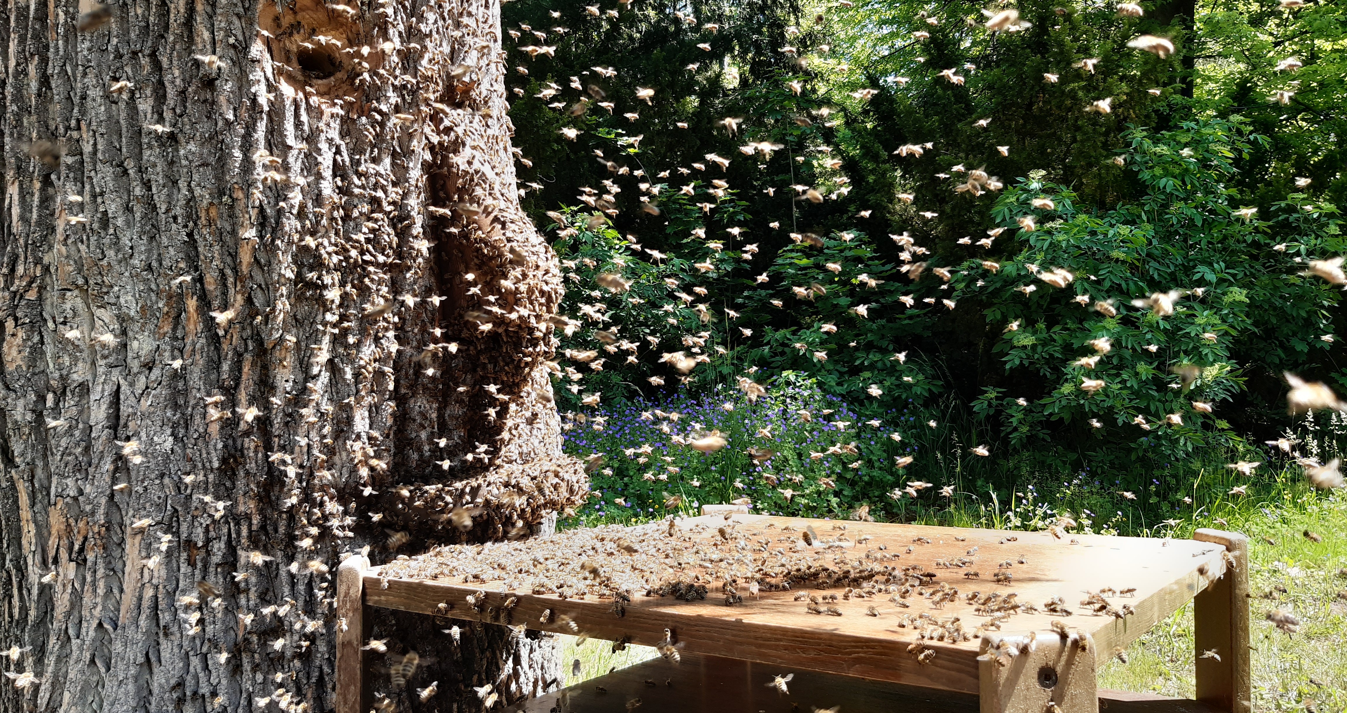 Usazení roje do klátu