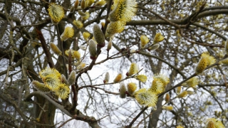 Jaro začalo přesně! 21. 3. 2017 začaly kvést jívy