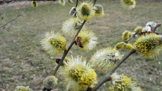 Jaro začalo přesně! 21. 3. 2017 začaly kvést jívy